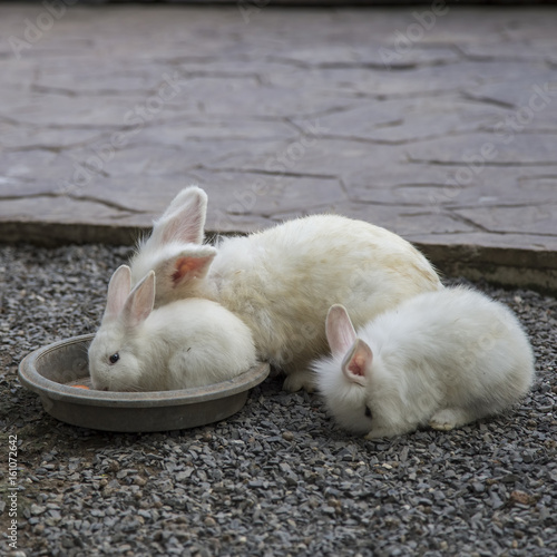 Rabbit family eating food