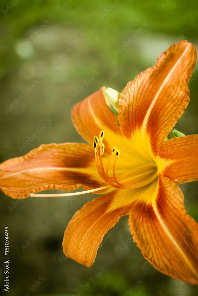 Fototapeta premium Daylily flower closeup