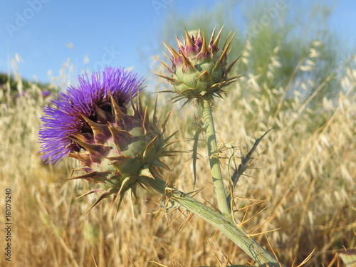 purple thistle flower