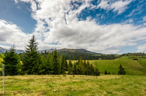 Fotografia conifer forest on a hill in summer landscape