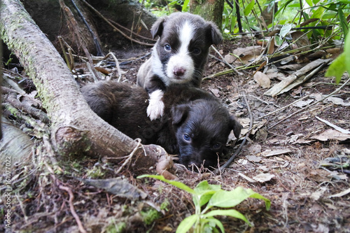 Two puppies with blue eyes in the wood