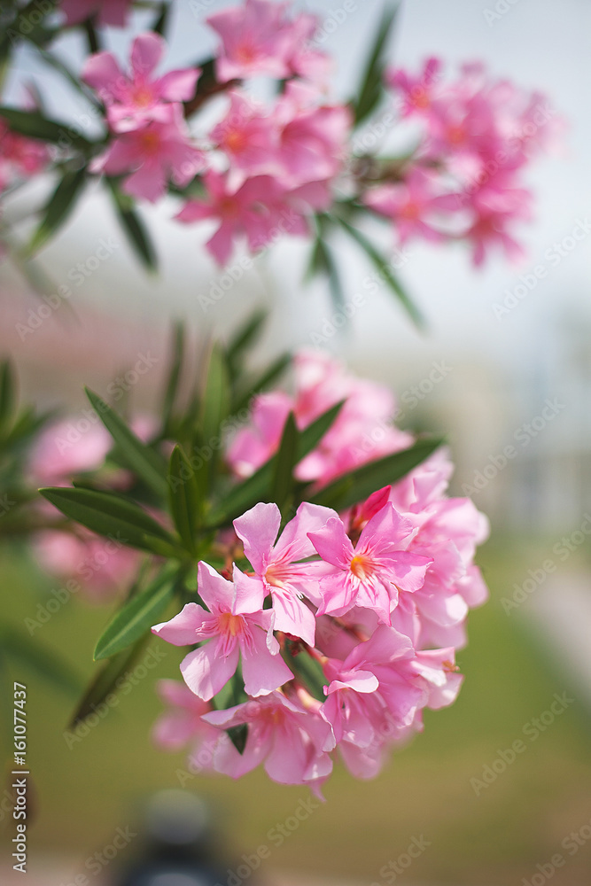 Flowers and plants Flowers and plants