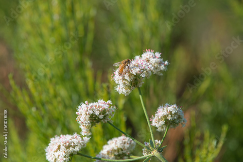 California Buckwheat and worker bee at Lake Hodges, Escondido, California photo