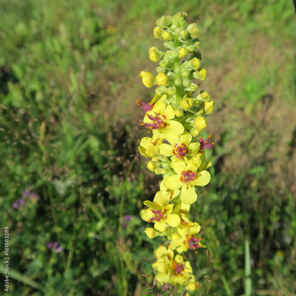 Verbascum nigrum, the black royal candle, grows in ruins, embankments, pathways, meadows, bright forests, yellow in June Verbascum nigrum, the black royal candle, grows in ruins, embankments, pathways, meadows, bright forests, yellow in June