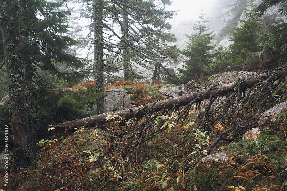 Nature Nature