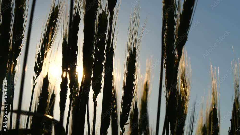 Green wheat closeup at sunset Green wheat closeup at sunset