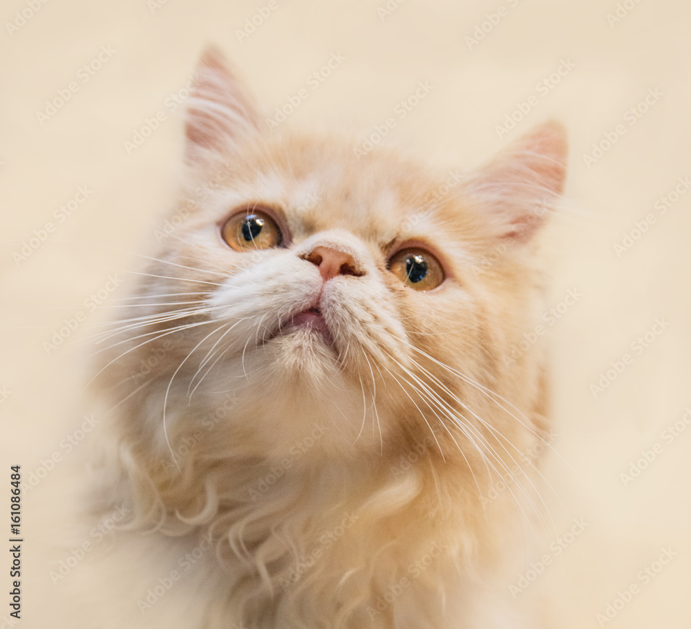 Cute cat, cat lying on the wooden floor in the background blurred close up playful