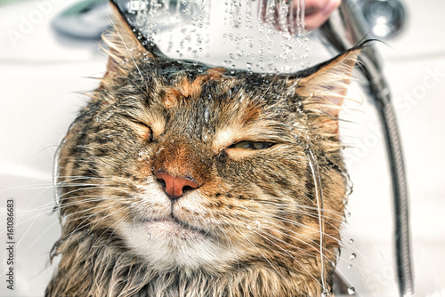 Fototapeta Naklejka Na Ścianę i Meble -  Wet cat in the bath