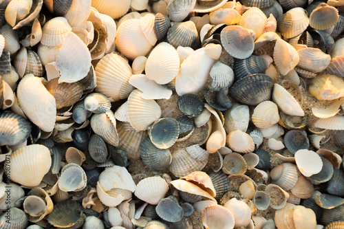 Seashells on the sea beach