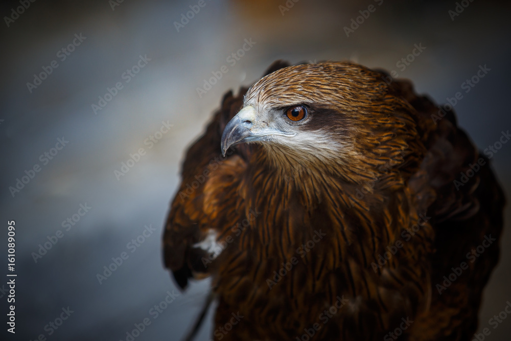 Fototapeta premium Hawk