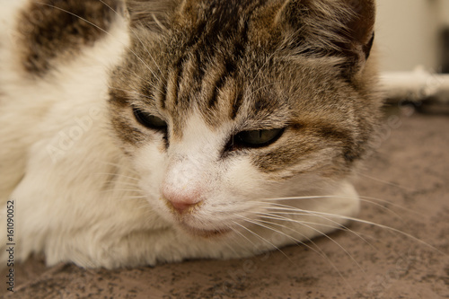 Wallpaper Mural ねこ　猫も穏やかの休んでいる。 Torontodigital.ca