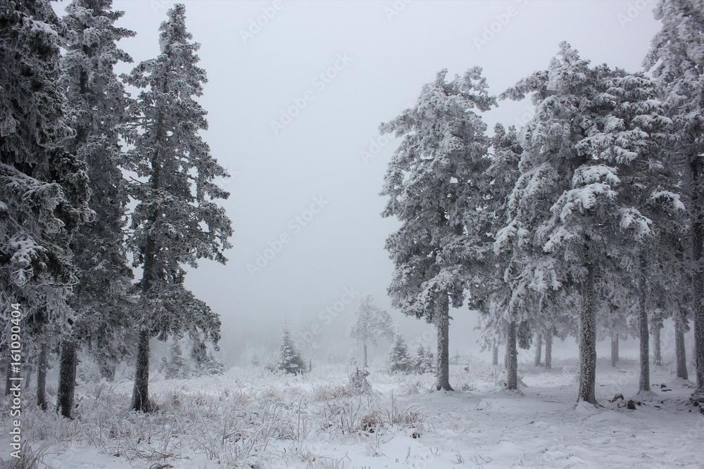 custom made wallpaper toronto digitalRussian winter