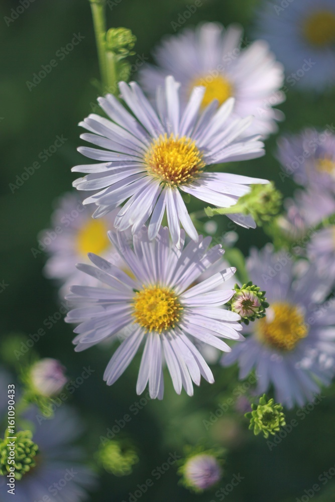 Obraz premium Summer light and flowers