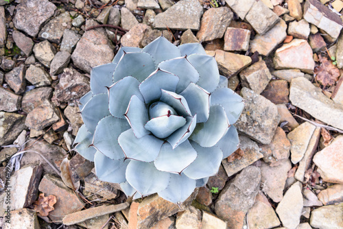 Agave parryi closeup photo