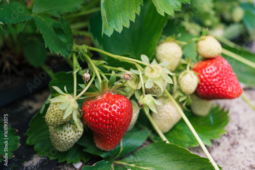 Close-up of ripe and unripe strawberry in the garden. Strawberry fruit grows in the plantation. Strawberries ripening in garden. Fresh strawberries that are rown in greenhouses