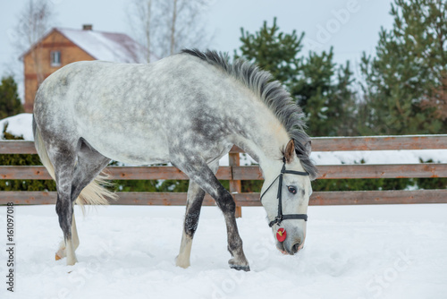 Picture of a gray beautiful horse on a ranch in winter © kosmos111