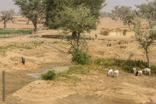 Fields by Sangha Village , Dogon Country, Mali photo