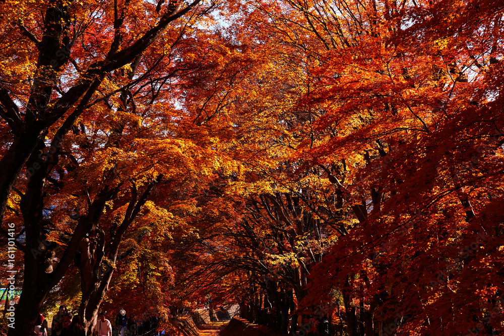 河口湖の紅葉