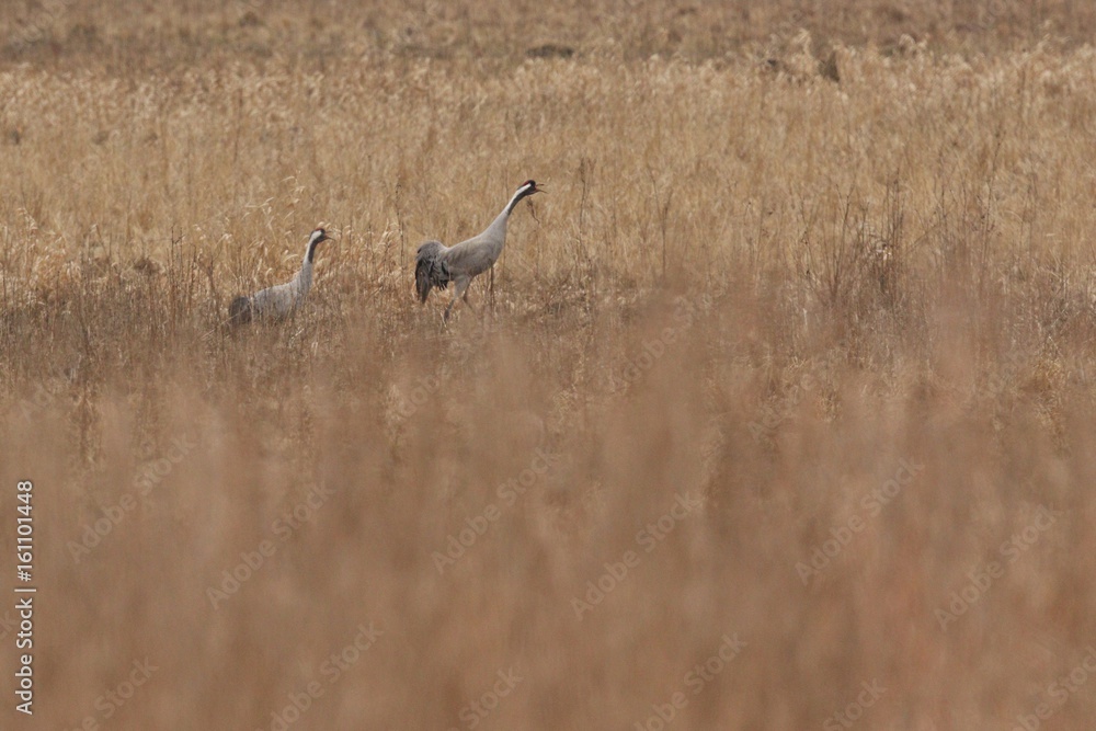 Cranes monitors and intimidates on his place. Nature habitat. European wildlife. Great and beautiful birds. Love and mating time. Cranes monitors and intimidates on his place. Nature habitat. European wildlife. Great and beautiful birds. Love and mating time.