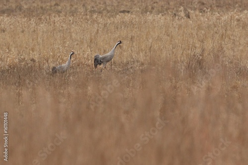 Cranes monitors and intimidates on his place. Nature habitat. European wildlife. Great and beautiful birds. Love and mating time.
