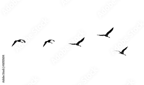 Flock of swans isolated on white background