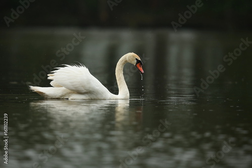 Fototapeta Naklejka Na Ścianę i Meble -  Swan male monitors and intimidates on his lake, nature habitat, european wildlife, great and beautiful birds, love