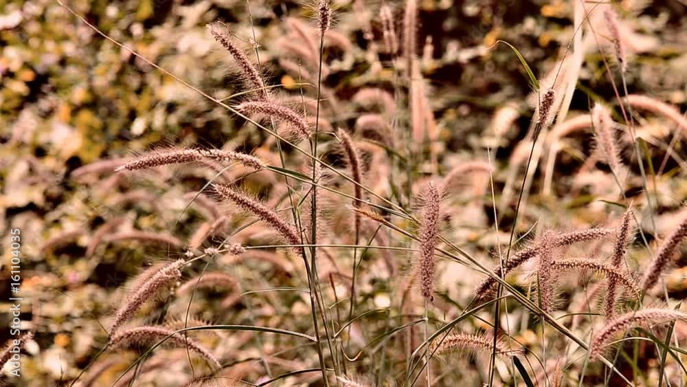 long grass moving in wind long grass moving in wind