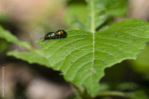Protaetia - Beetle on the leaf. © lapis2380
