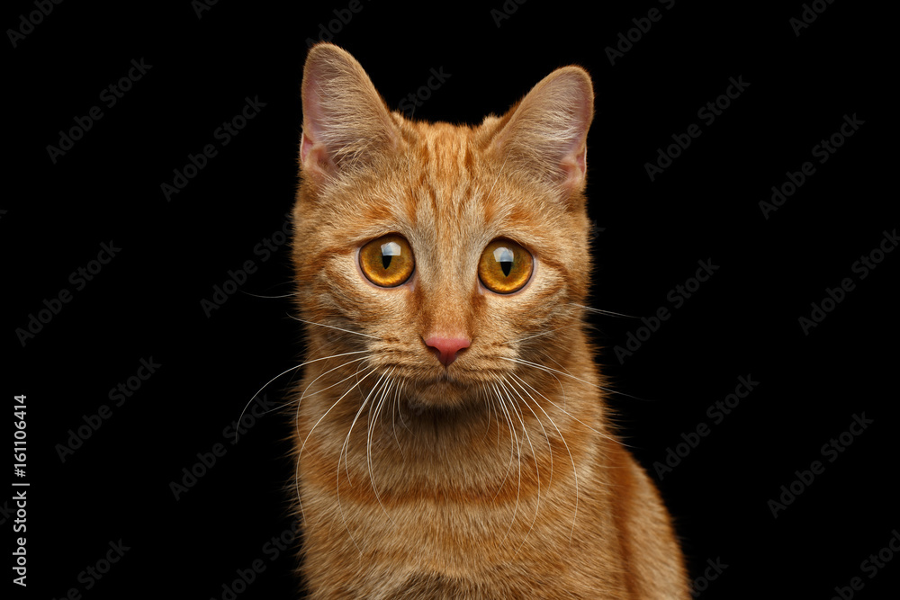 Portrait of Ginger Cat with Huge Sadly Eyes, looking in camera on Isolated Black background, front view