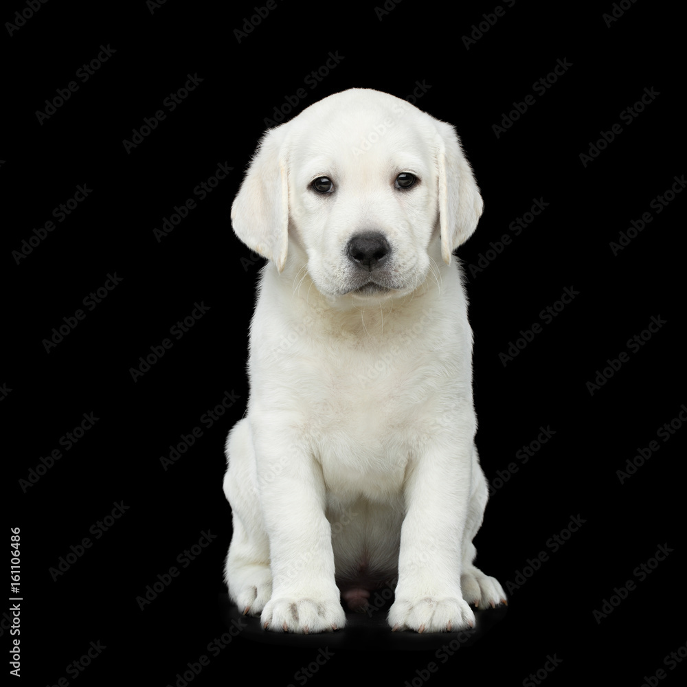 Cute Labrador Puppy Sitting on isolated Black background
