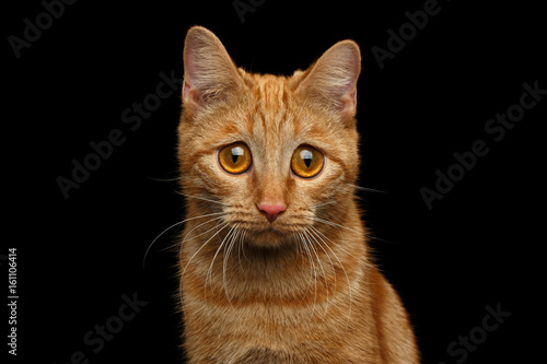 Fototapet Portrait of Ginger Cat with Huge Sadly Eyes, looking in camera on Isolated Black