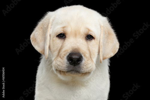 Close-up portrait of Labrador Puppy with Sad eyes Looking in camera on isolated Black background, front view