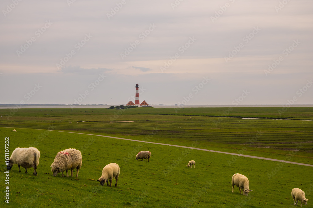 Fototapeta premium Deichschafe