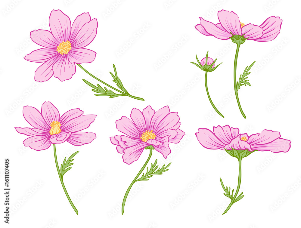Cosmos flowers. Set of colored flowers.
Stock line vector illustration.