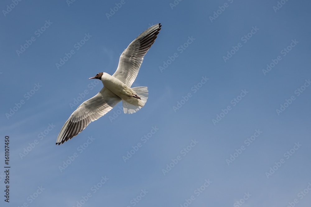 Möwe Möwe
