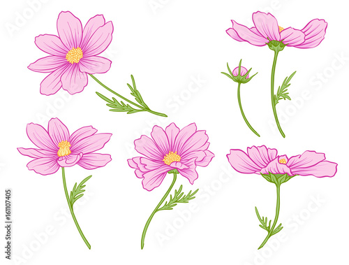 Cosmos flowers. Set of colored flowers. Stock line vector illustration. © Elen  Lane