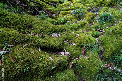 View of lush green moss, lichen, plant, trees and dried leaves in lush japanese forest landscape