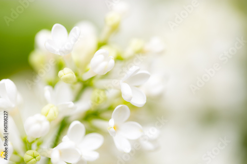 White flowers of lilac on nature