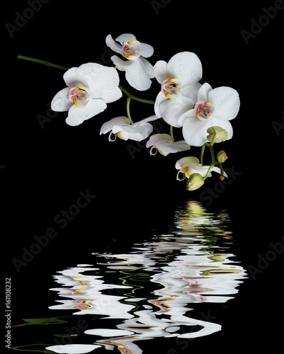 Fototapeta Naklejka Na Ścianę i Meble -  White Orchid on a black background reflected in a water