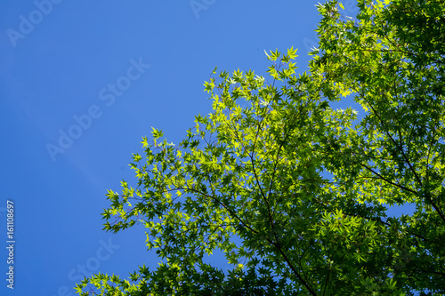 Shade of green maple leaves branches with clear blue sky background on sunny day  Kurokawa onsen town