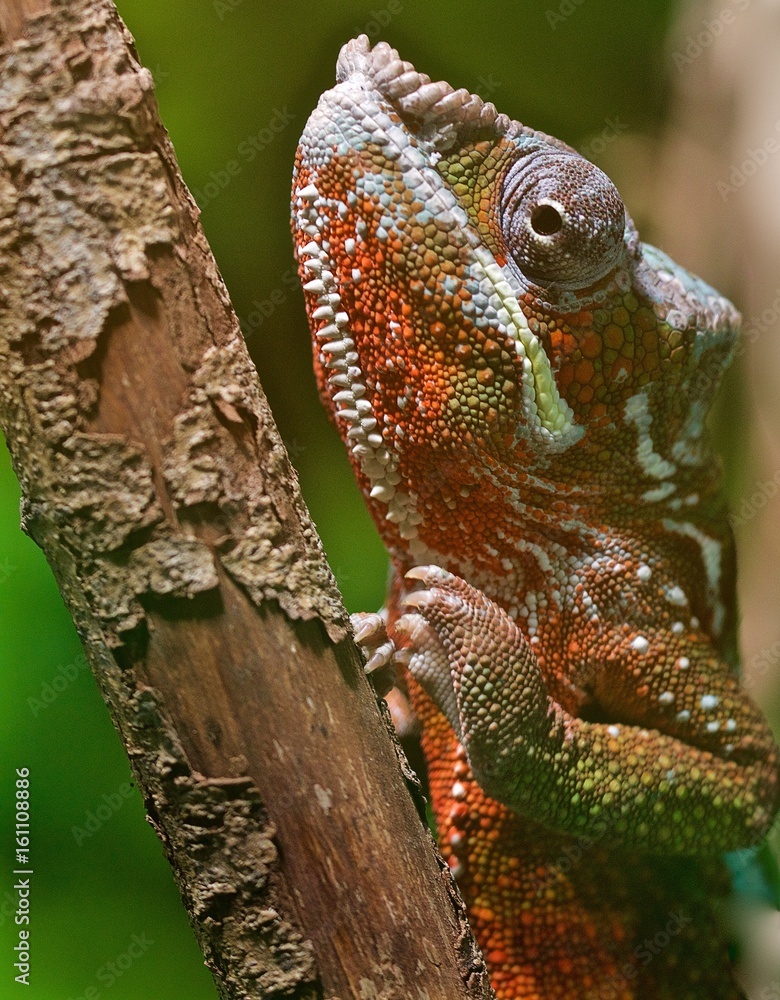 Obraz premium Caméléon