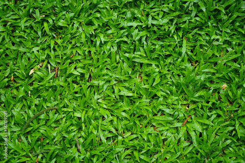 Top view of lush green malaysian grass lawn background in house garden