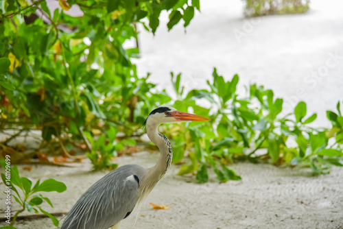 Egret walking on the beach in ADAARAN Island,Maldives photo