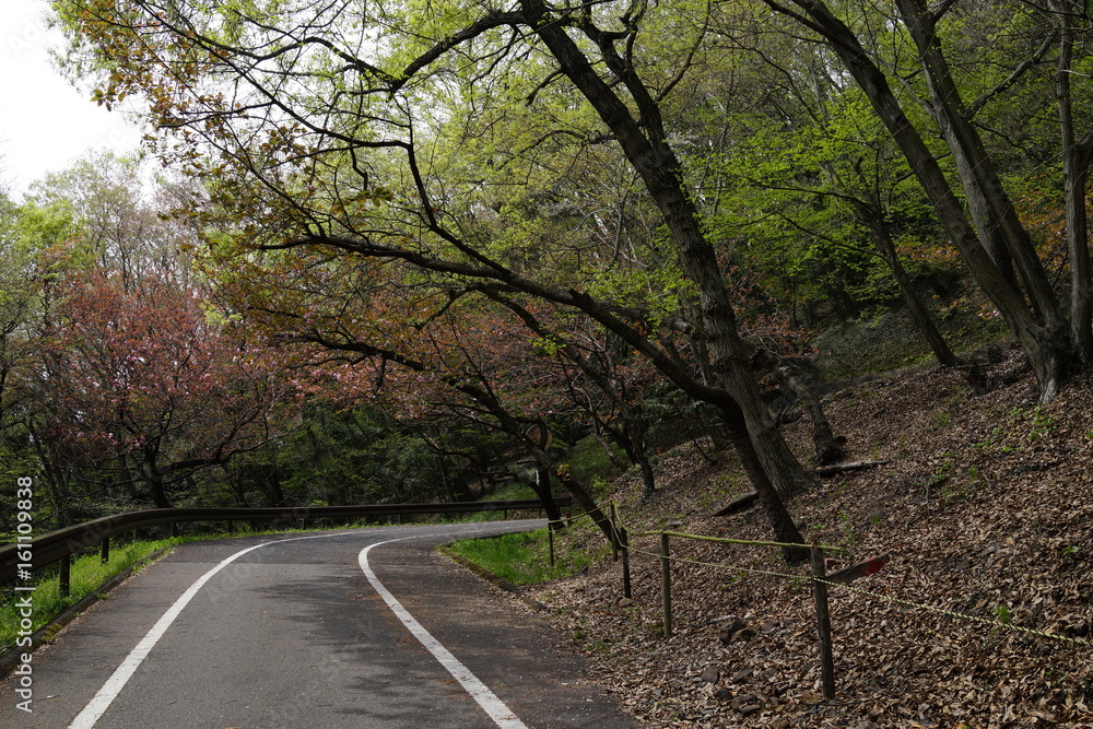 Naklejka premium 新緑の森 山道 散歩 公園 林 森 春 初夏