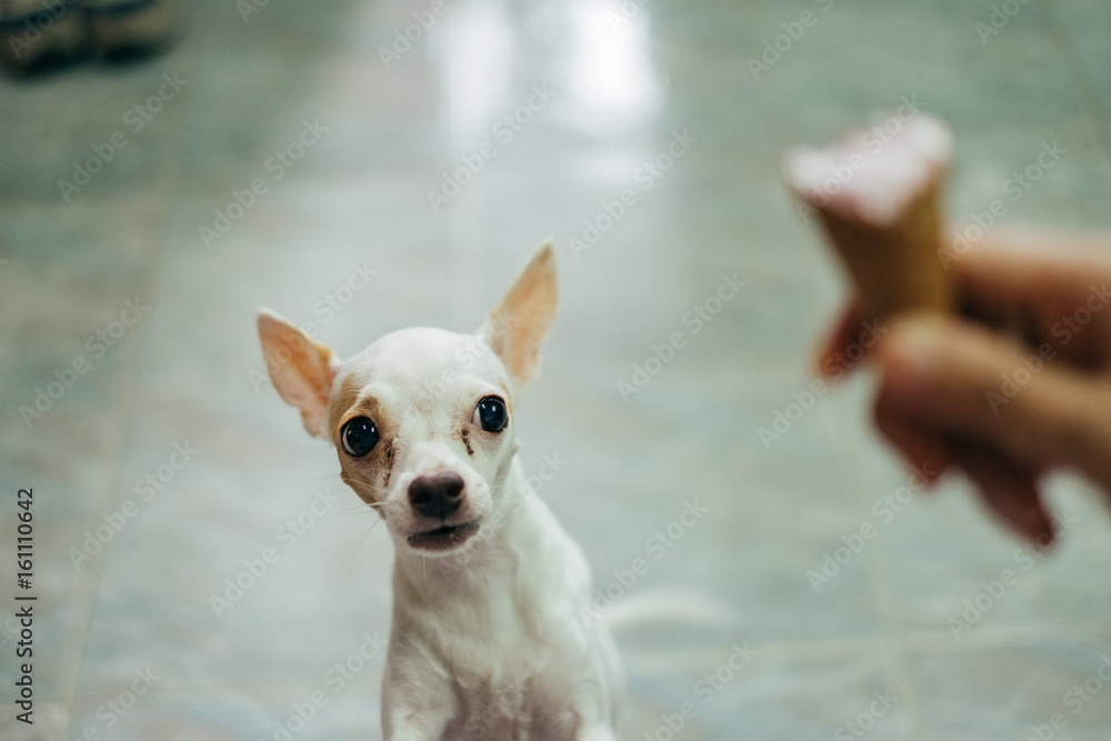 white chihuahua dog scared of the ice-cream cone