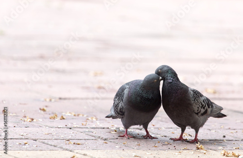 Love of two pigeons on the sidewalk