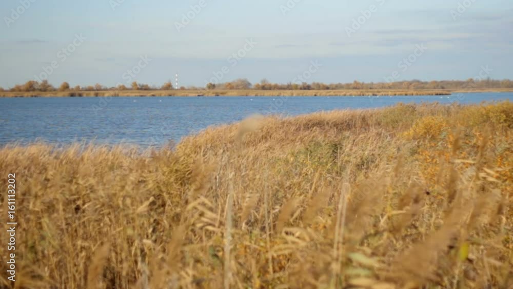 The steppe ecosystem,waving grass on the wind The steppe ecosystem,waving grass on the wind