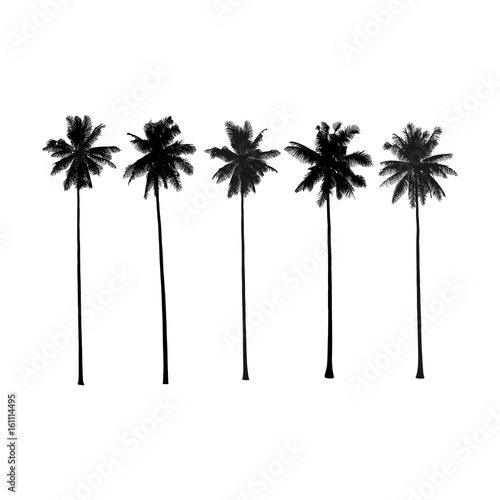 Palm trees