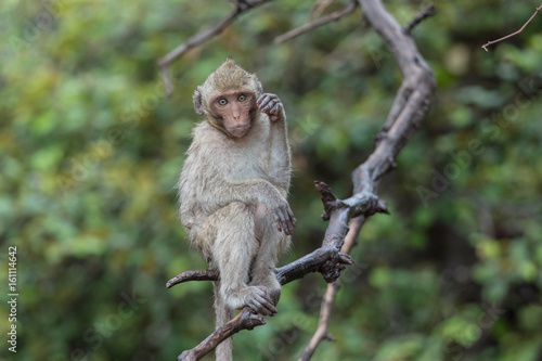 Monkey Sitting On The Branch, Khao Nor In Nakhon Sawan Province Of Thailand. © Phannasit