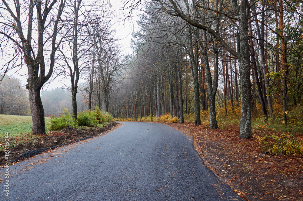 Fototapeta premium A deserted road in an autumn park.